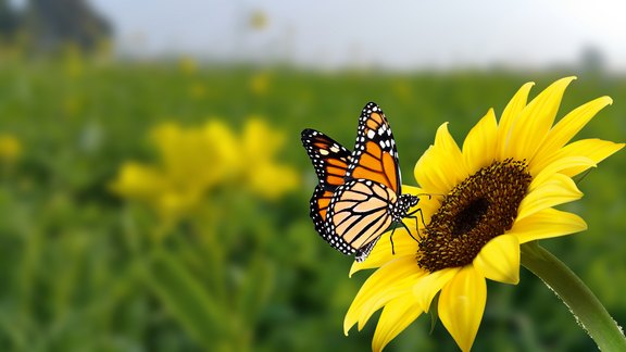Monarchfalter auf Blume. Bild eines Schmetterlings Monarch auf Sonnenblume mit unscharfem Hintergrund. Natur stockbild eines Nahaufnahmeinsekts. Schönste Darstellung eines Flügelschmetterlings auf Blumen.
