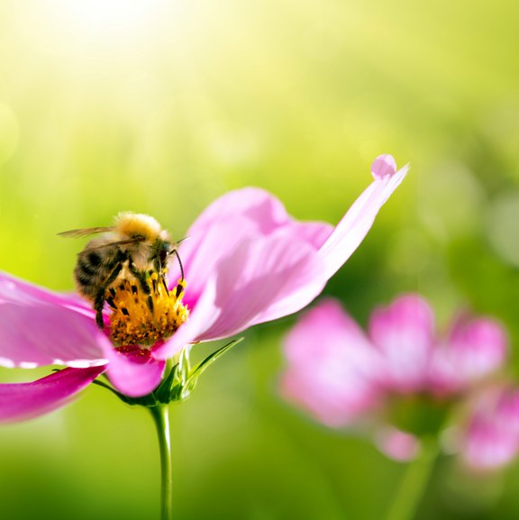 Bienen bestäuben Blüten auf einer Sommerwiese.