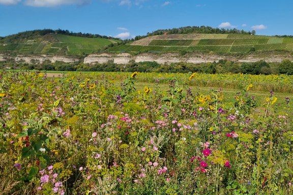 Blühflächen in Himmelstadt